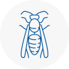 Portchester Wasp Nest Removal